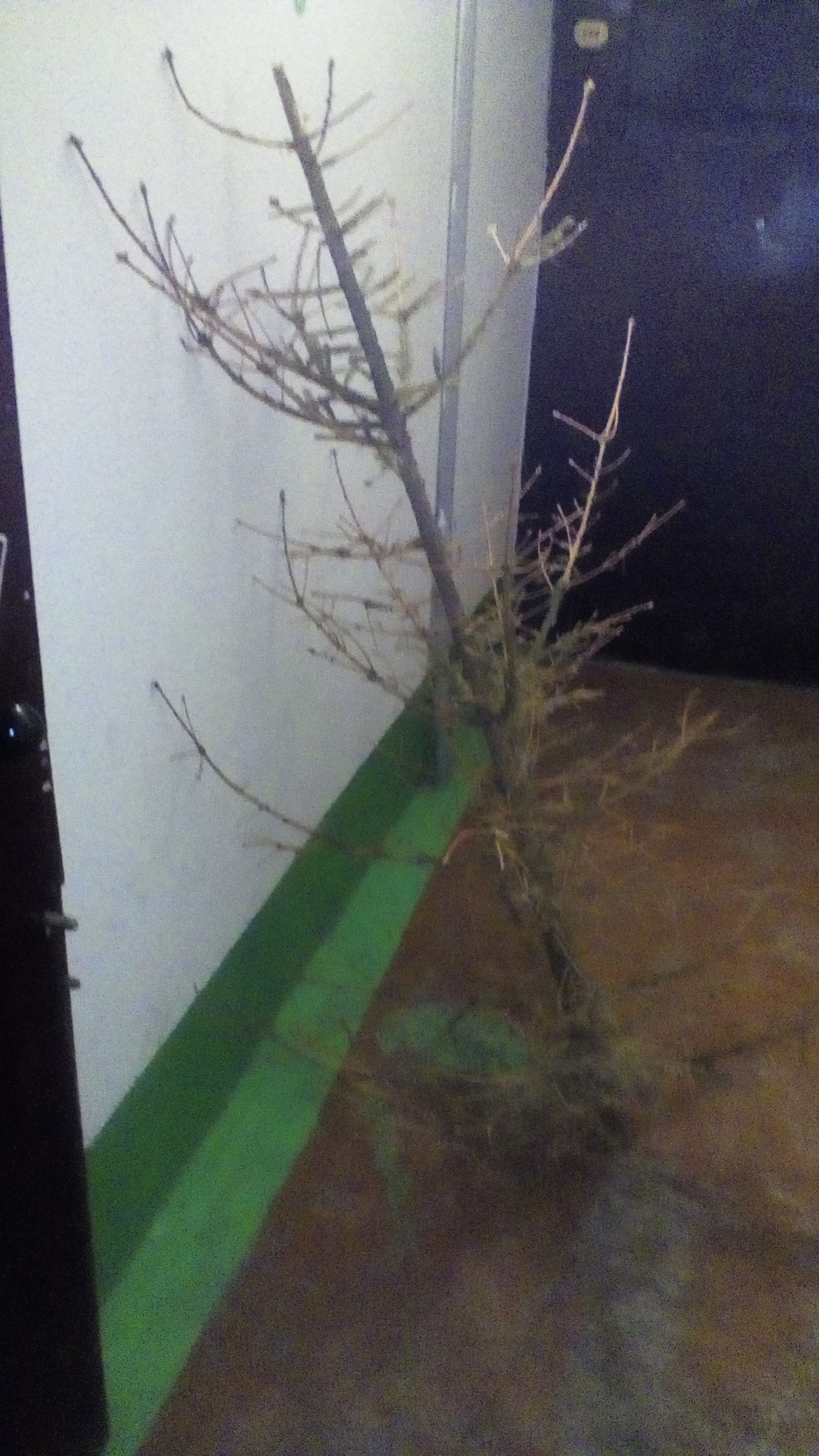 December 26th. Neighbor changed the Christmas tree to a new one - Omsk, Entrance, Christmas trees