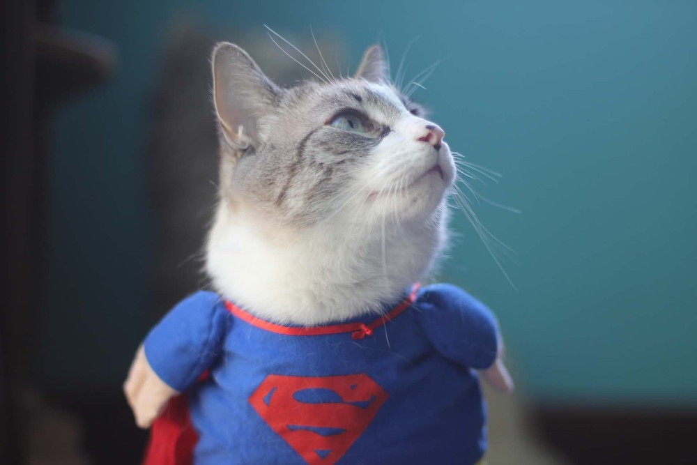 Kotopuk and his team) - cat, Animals, Superheroes, Costume, Longpost