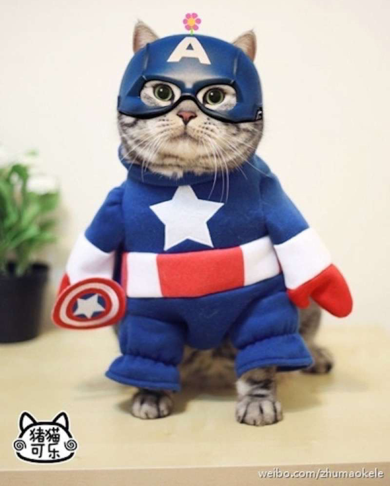 Kotopuk and his team) - cat, Animals, Superheroes, Costume, Longpost