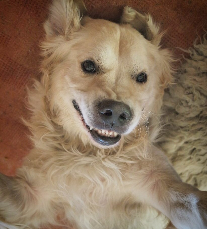 When your dog is more photogenic than you - Laugh, Selfie, Animals, Dog, Photo, Smile, Pet, Humor, Pets