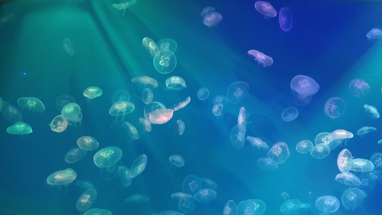 Картинка медуз в океанариума в СПБ