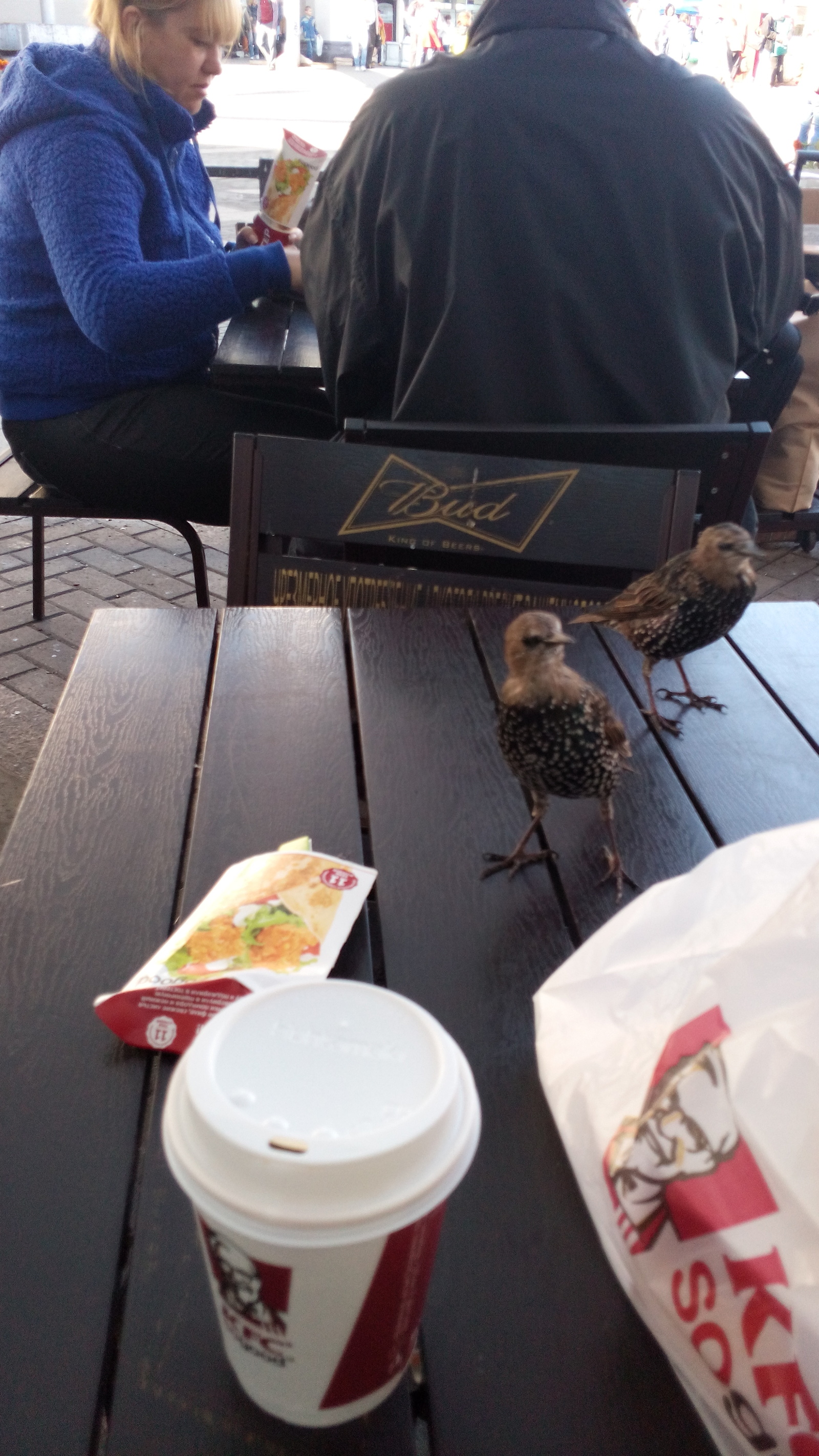 Bird fast food - My, Quick wits, Starling, Revenge, Hunger, Longpost