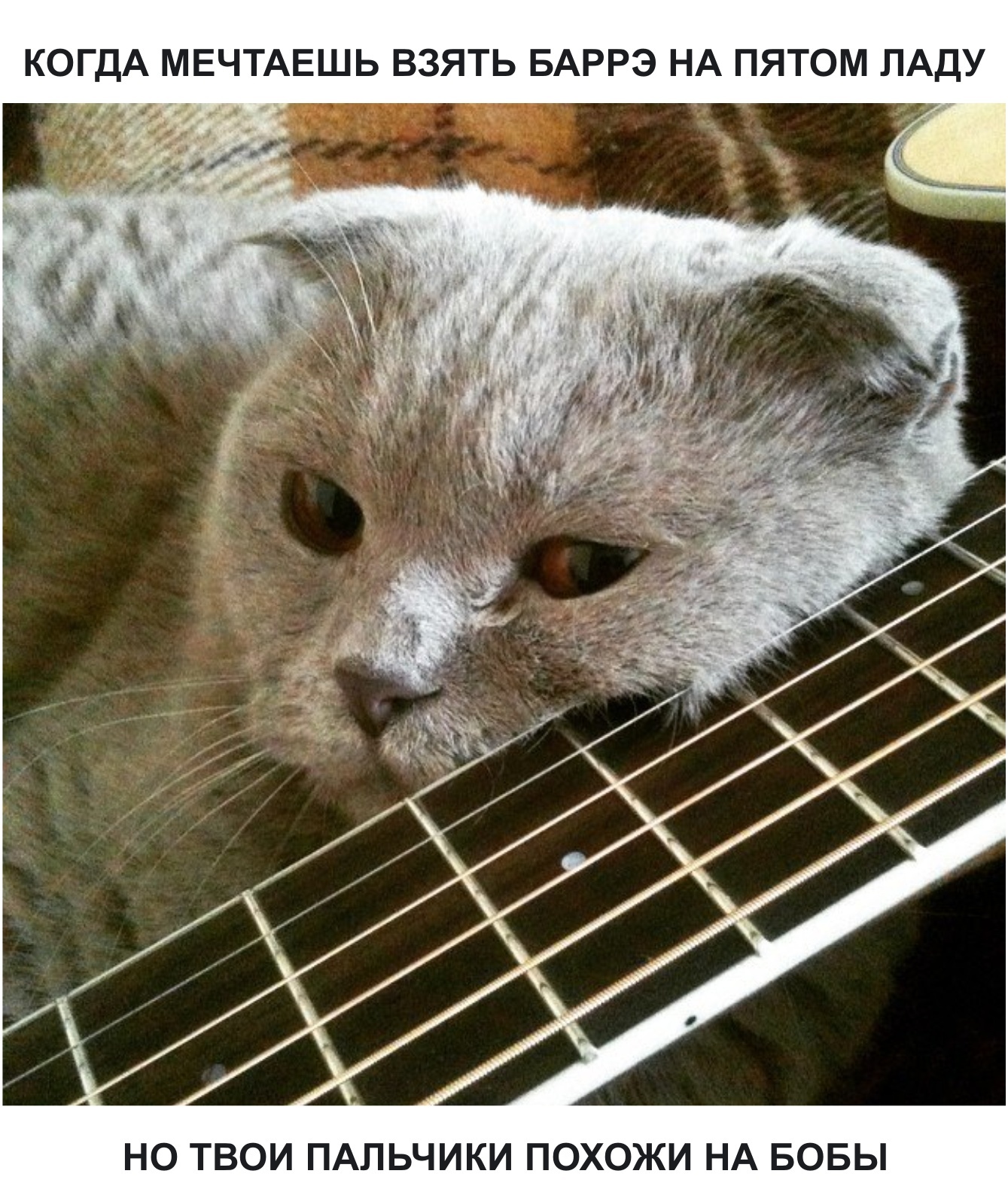 Cats are bad guitarists - My, cat, Guitar, guitar player, Sadness