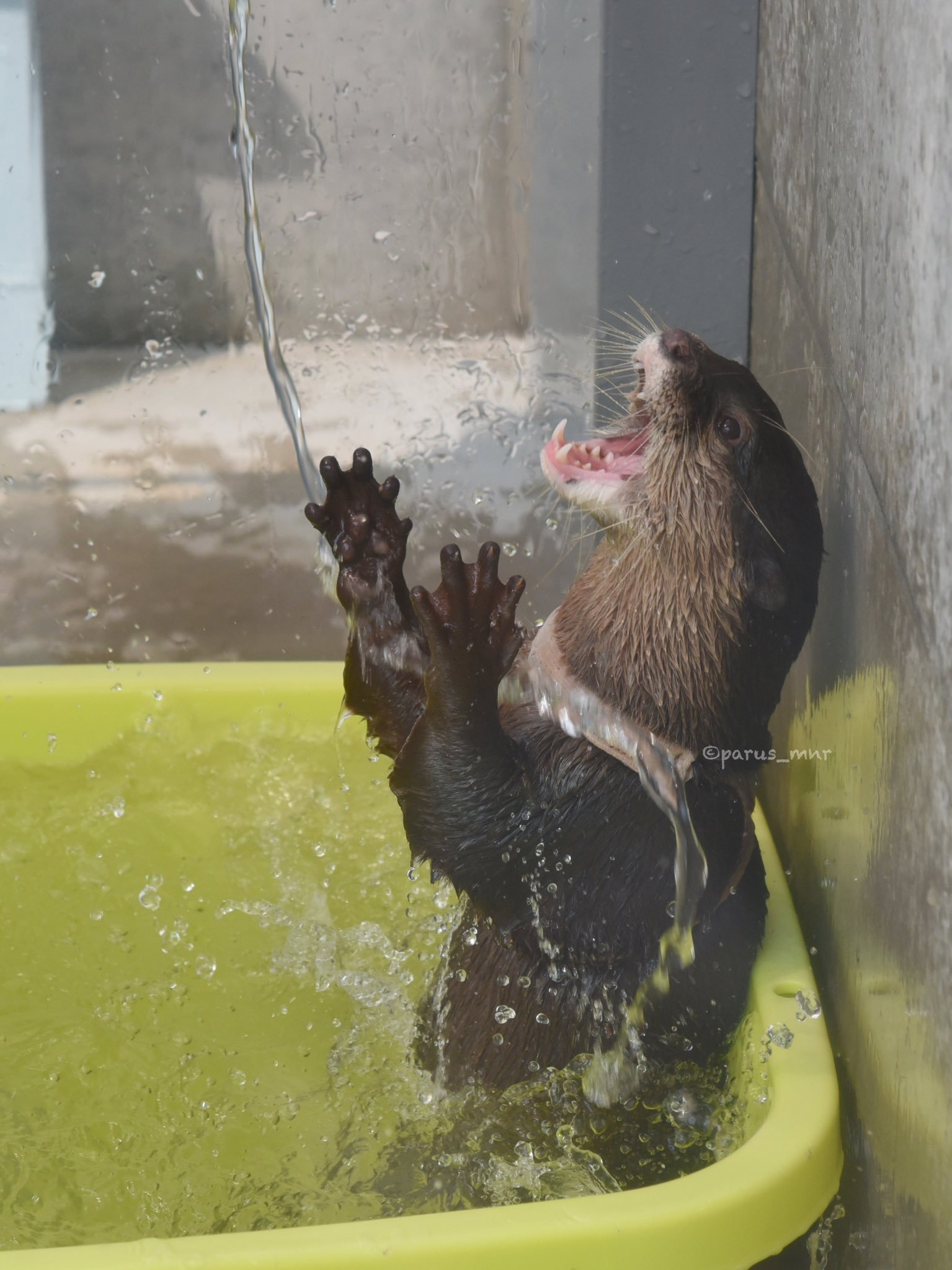 Water procedures - Otter, Otters, Milota, Animals, Longpost