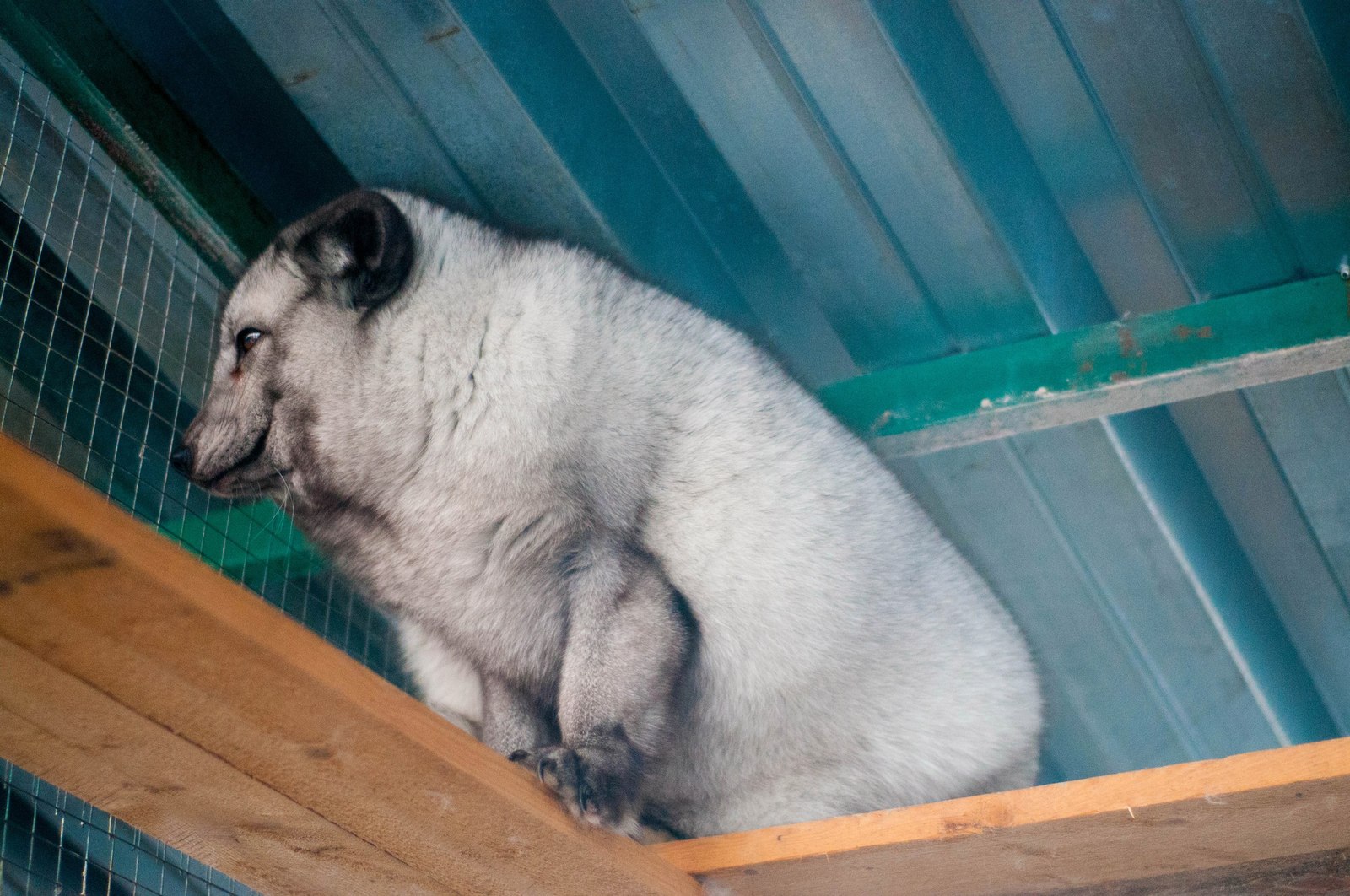 Arctic fox Jackie from the Veles Animal Rescue Center - , Arctic fox, Veles, Longpost