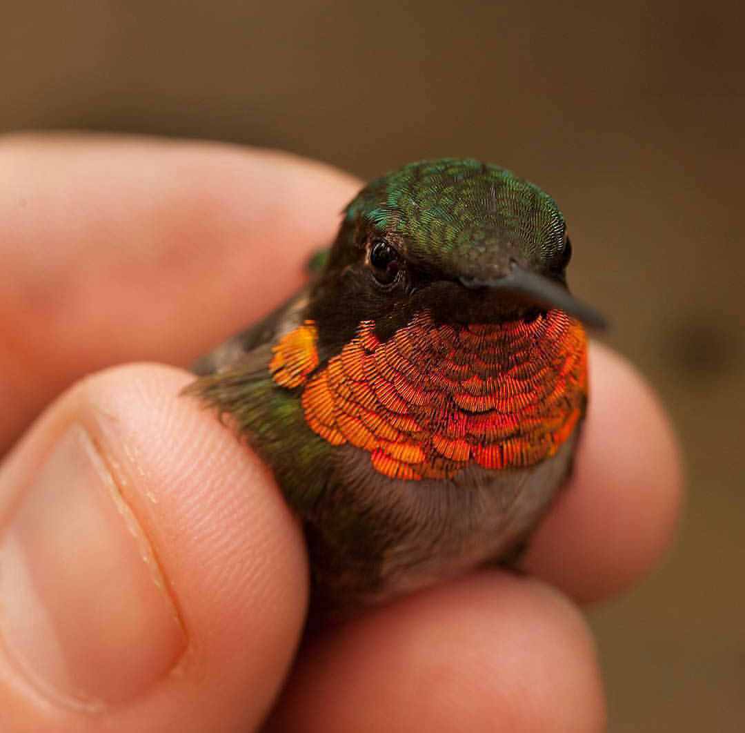 Hummingbird - Photo, Birds, Hummingbird, Reddit