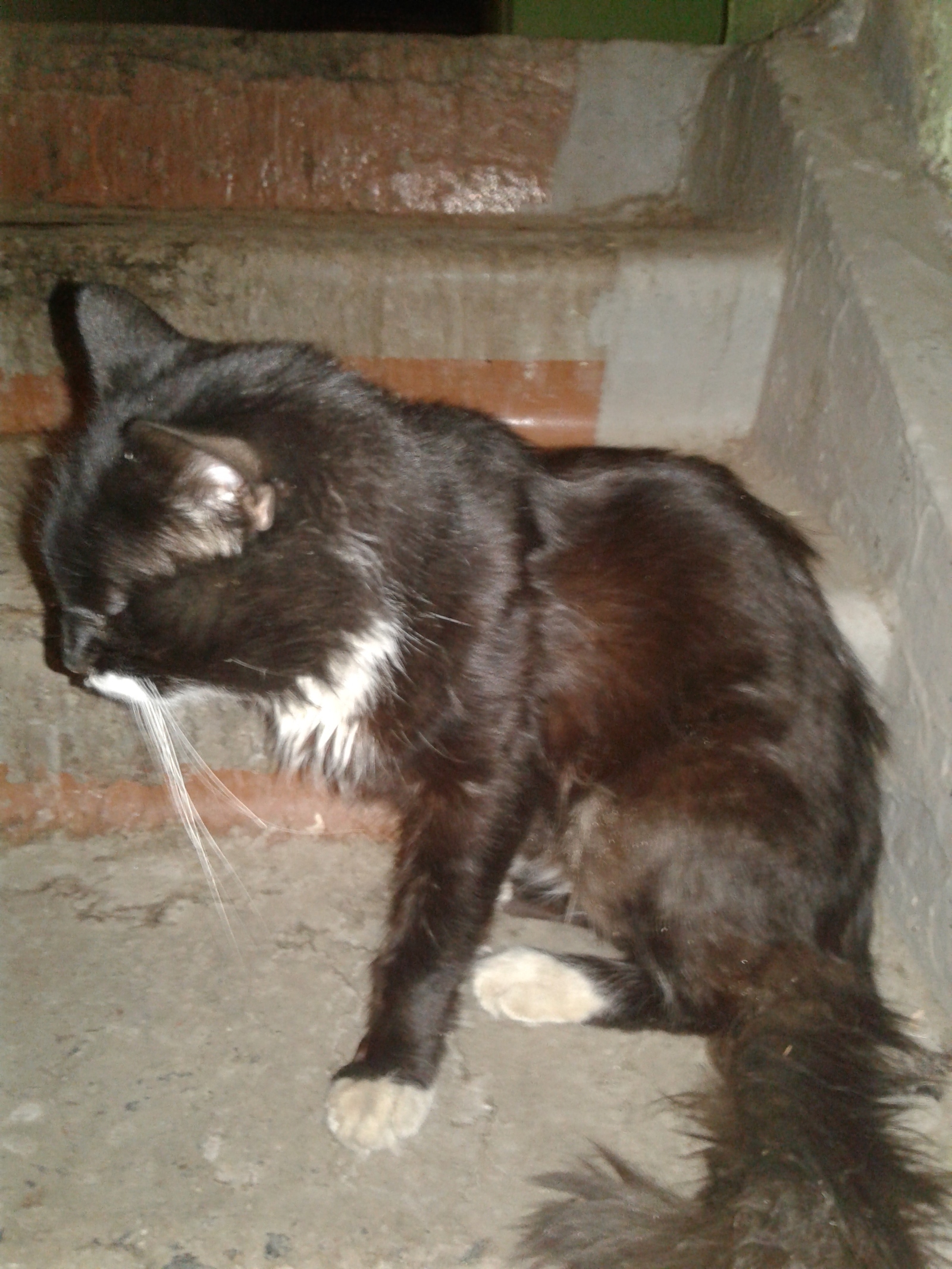 Kharkiv: a homeless cat is looking for an owner! - My, Kharkov, cat, Homeless, , Longpost, Help, In good hands