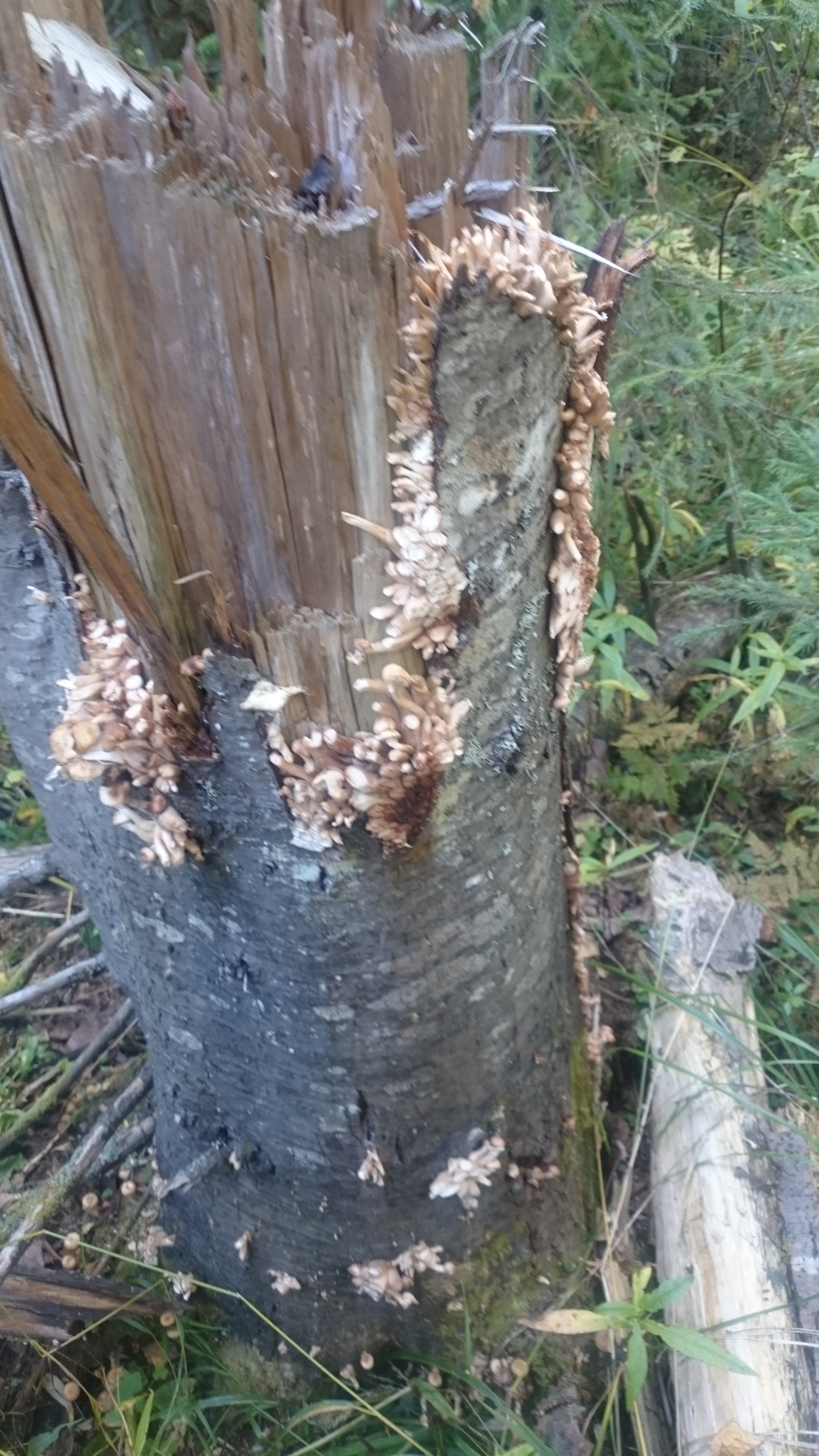 Mushrooms) - My, Mushrooms, Honey mushrooms, Nodule, Birch, Longpost