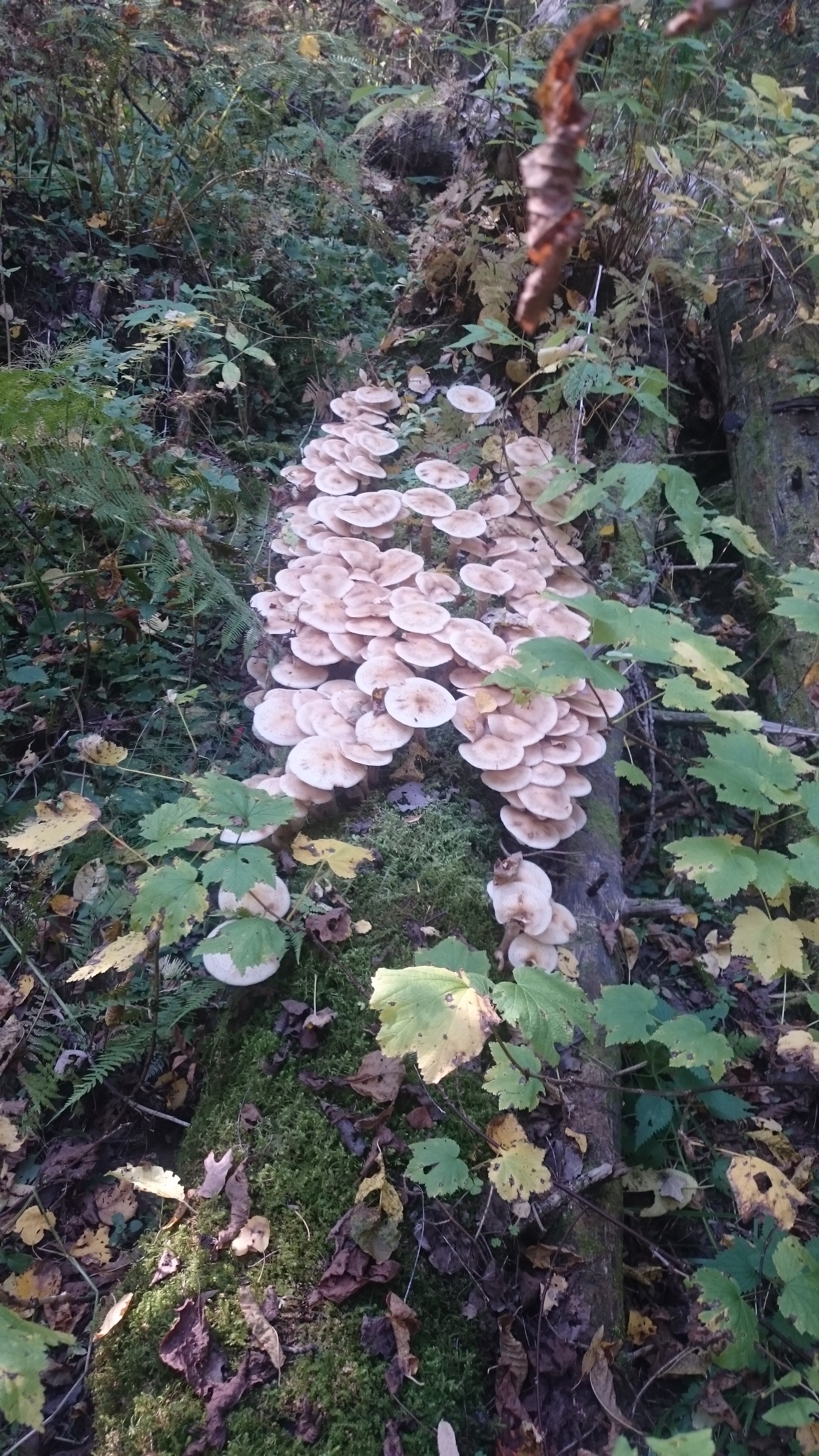 Mushrooms) - My, Mushrooms, Honey mushrooms, Nodule, Birch, Longpost