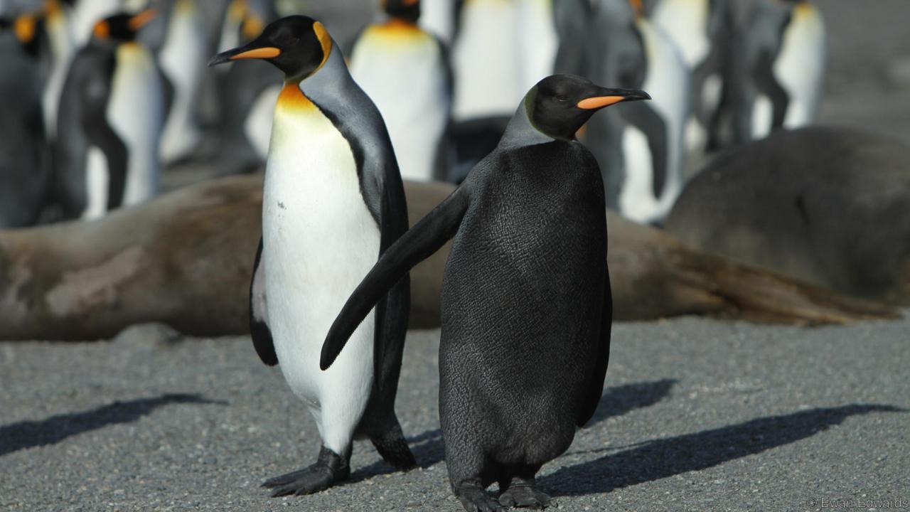 melanism in penguins - Penguins, Color, Melanism