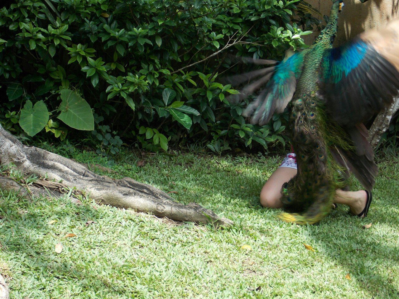 Well, a very petting zoo - My, Contact zoo, Wild peacock, Friend, Indonesia