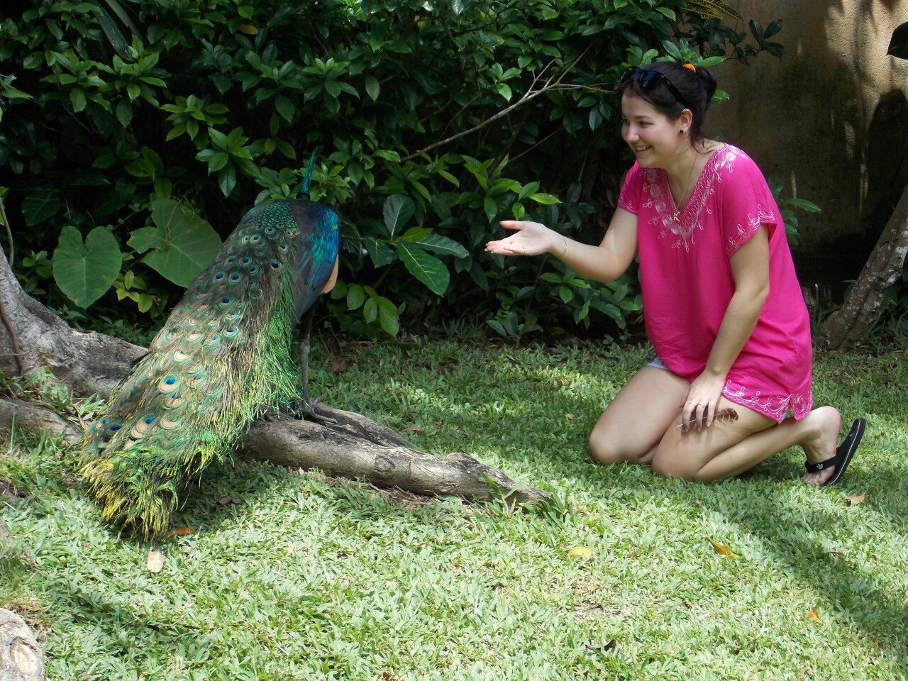 Well, a very petting zoo - My, Contact zoo, Wild peacock, Friend, Indonesia