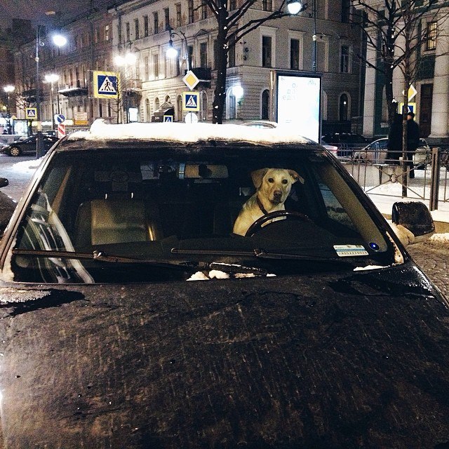 Where are you going, dog?! - Dog, Auto, Photo, Behind the wheel