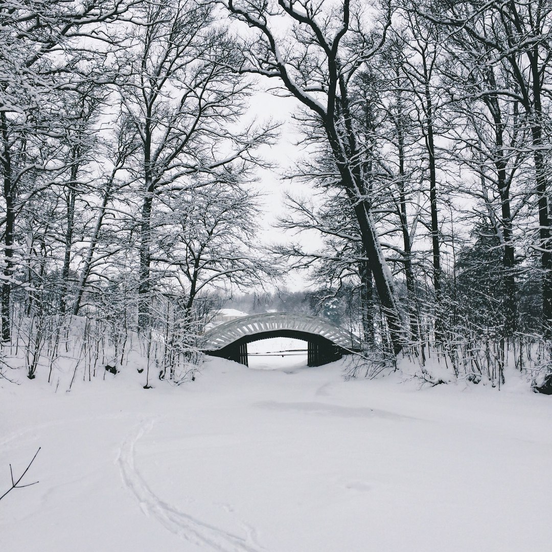 Snow-covered landscapes of Monrepos park - My, Photo, The photo, Nature, Winter, Snow, Russia, Longpost