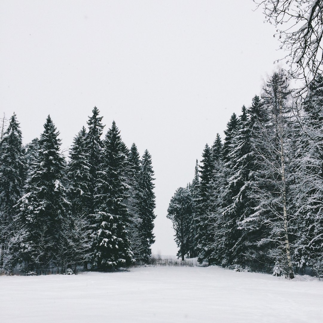 Snow-covered landscapes of Monrepos park - My, Photo, The photo, Nature, Winter, Snow, Russia, Longpost