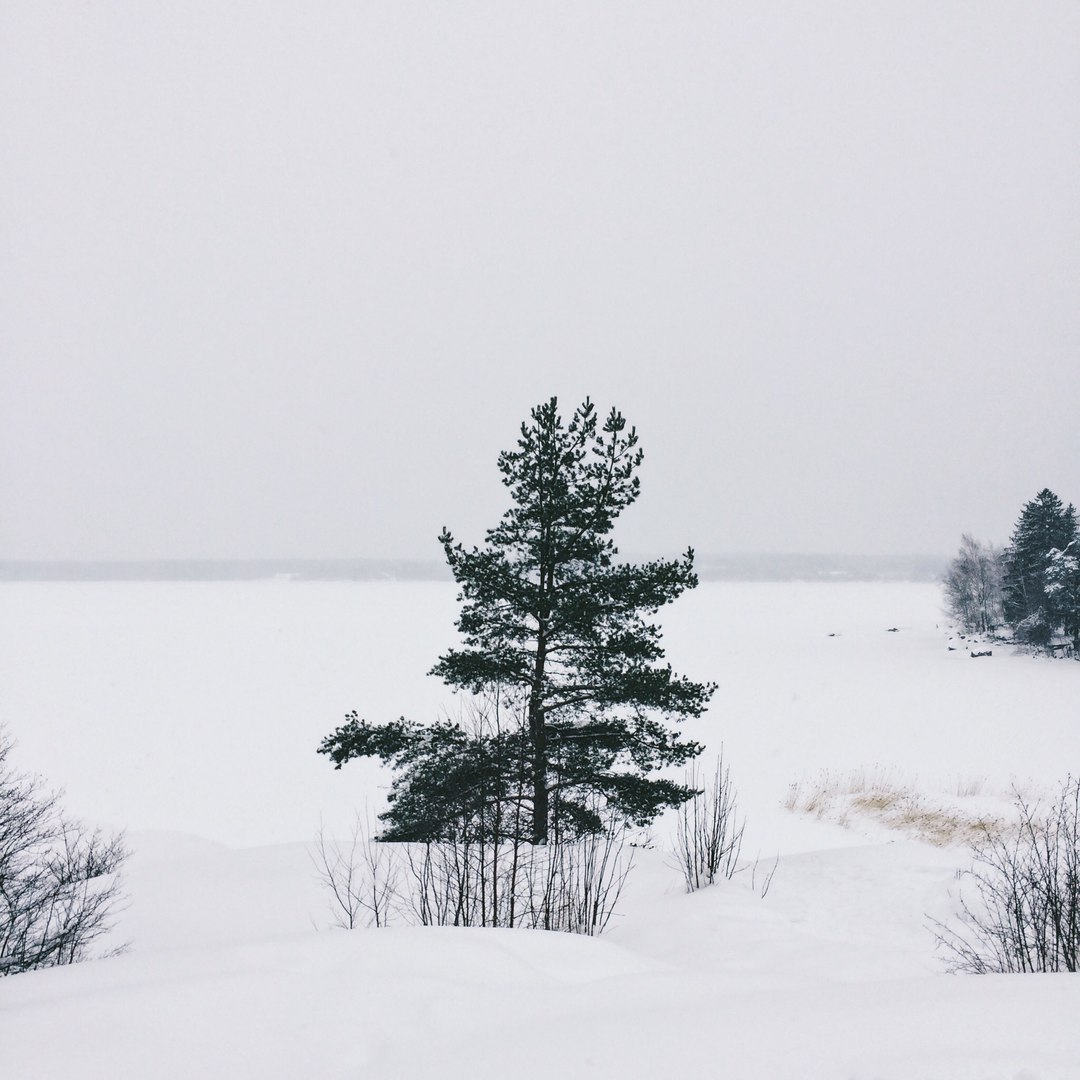 Snow-covered landscapes of Monrepos park - My, Photo, The photo, Nature, Winter, Snow, Russia, Longpost