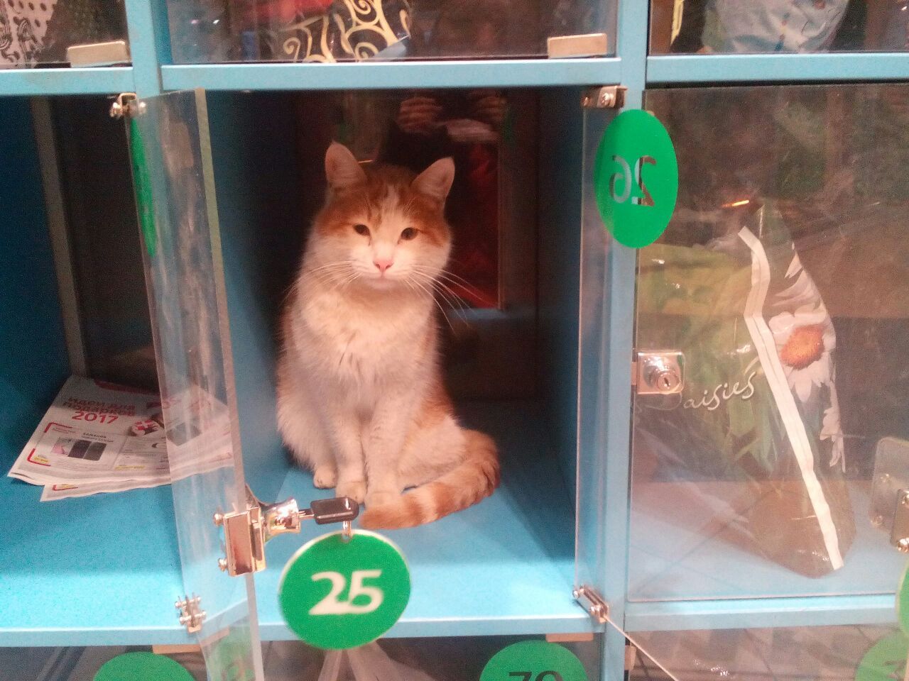 In the supermarket - My, Supermarket, cat, Cool guy