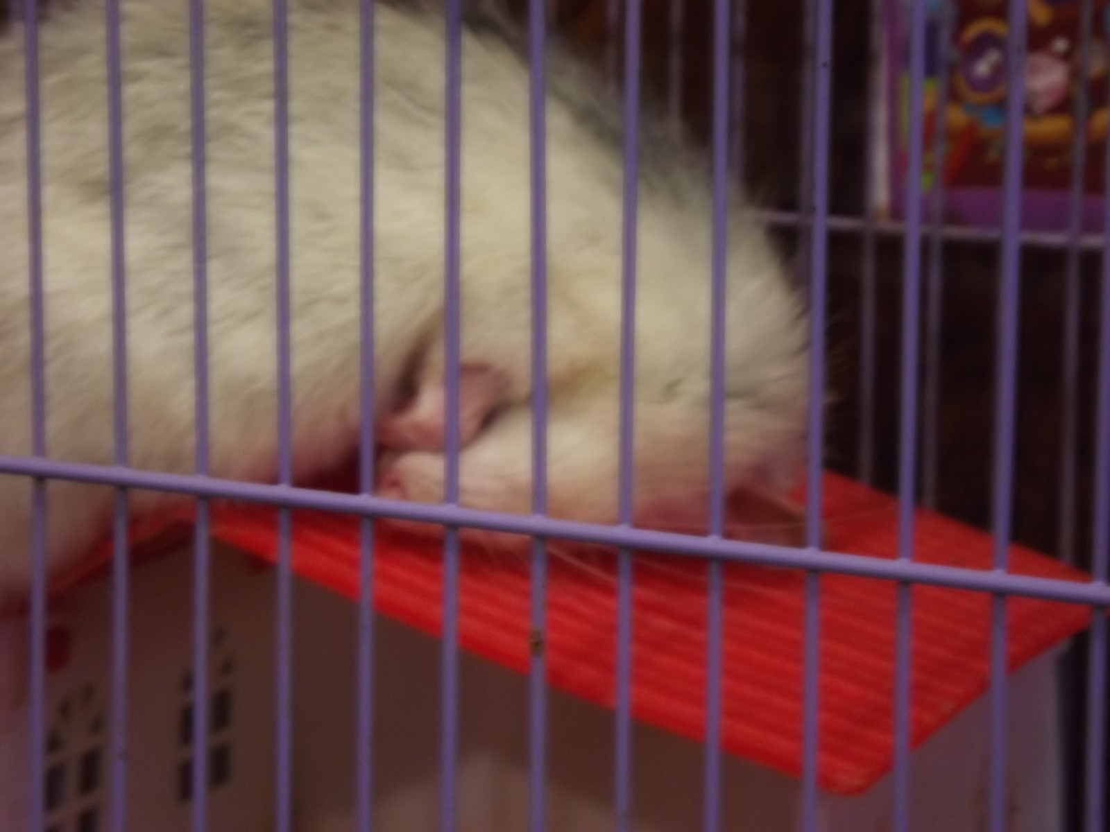 sleep rat - My, Rat, Dream, 