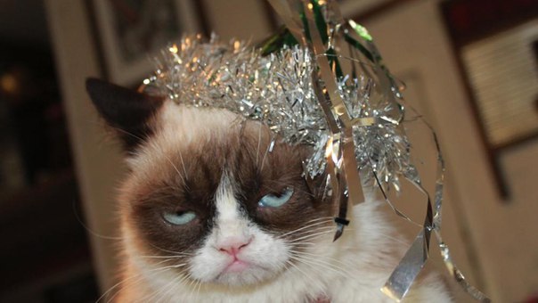 When you're on duty on New Year's Eve... - Photo, cat, New Year, Fun