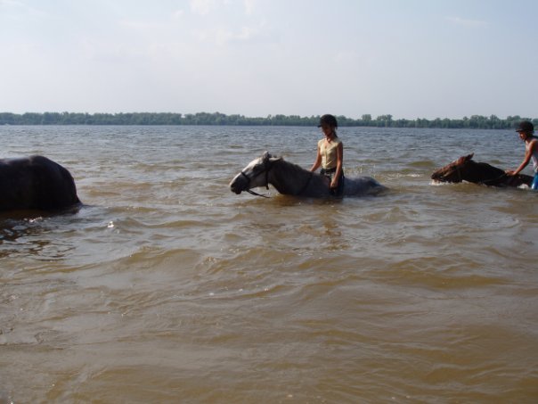 About horses and water - My, Horses, Horses, Bathing, Summer, Video, Longpost, Bathing