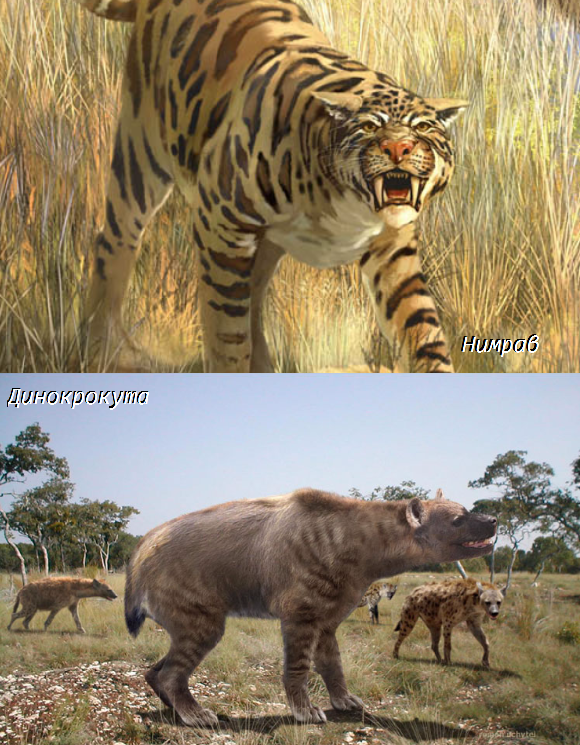Amazing convergence of felids. - Hyena, Sabretooth, , , Convergence, Evolution, Cenozoic, Longpost