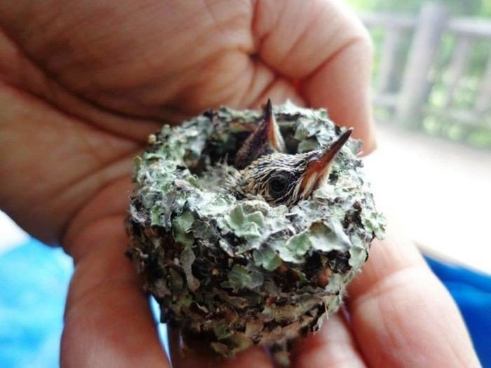 Tiny hummingbird chicks rescued by man - Hummingbird, Birds, Nest, Longpost