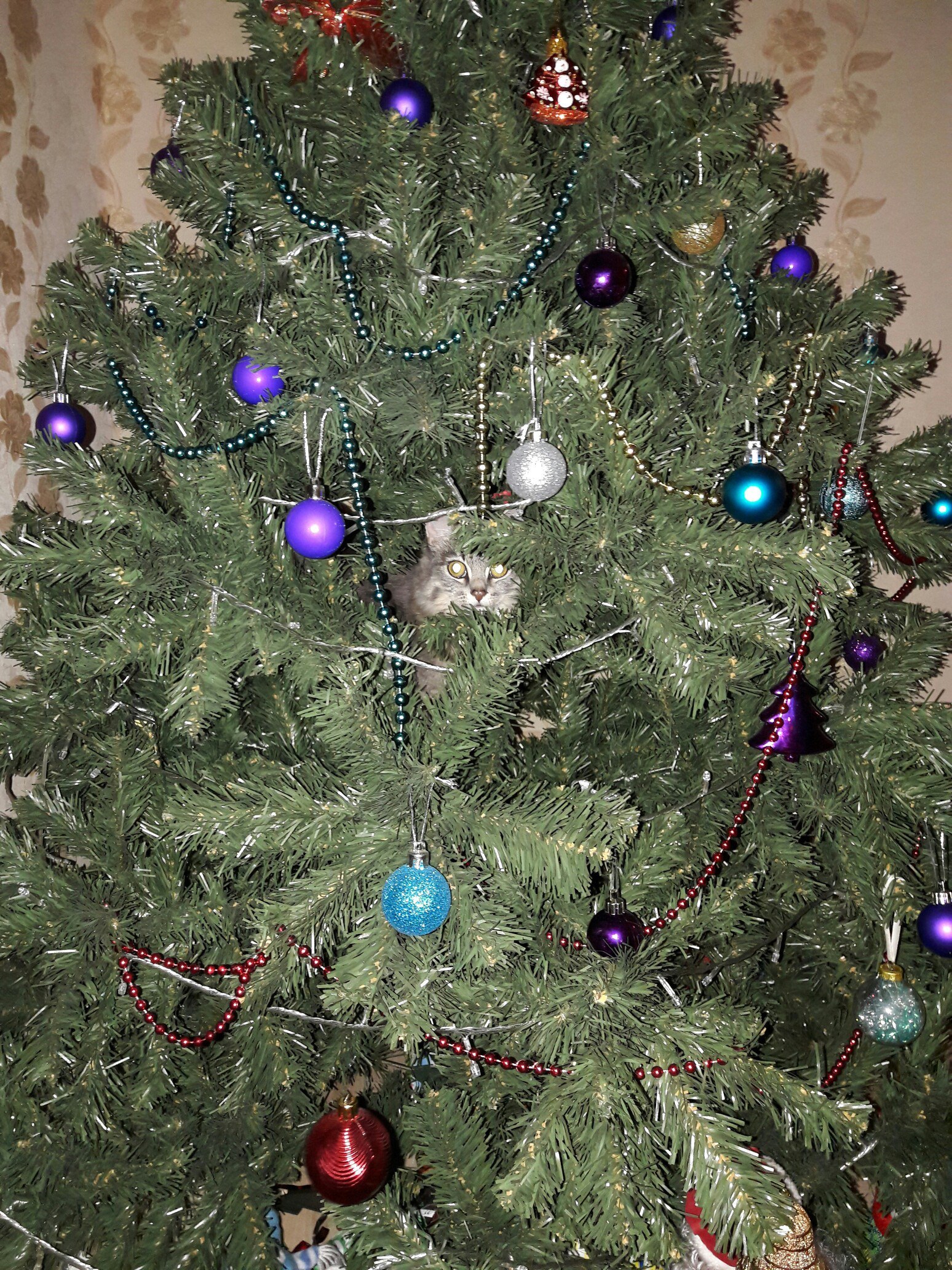 natural habitat - My, Habitat, Christmas trees, , New Year, cat, Longpost