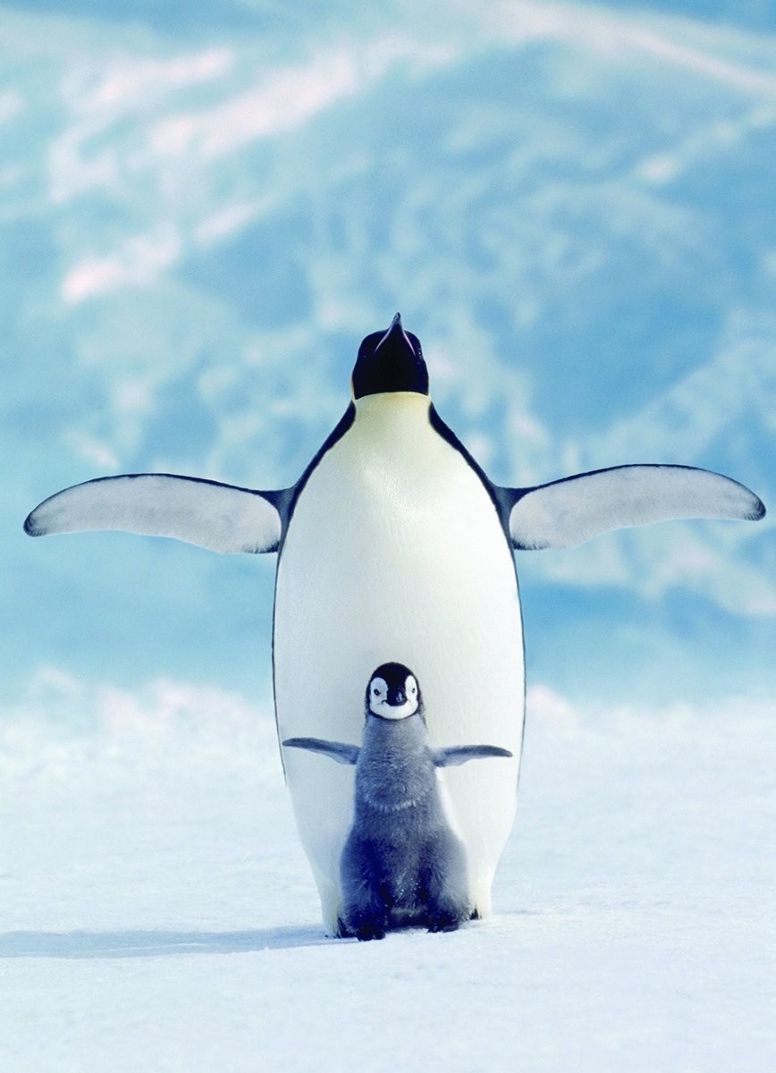 Titanic-2 - Animals, Penguins, Pose