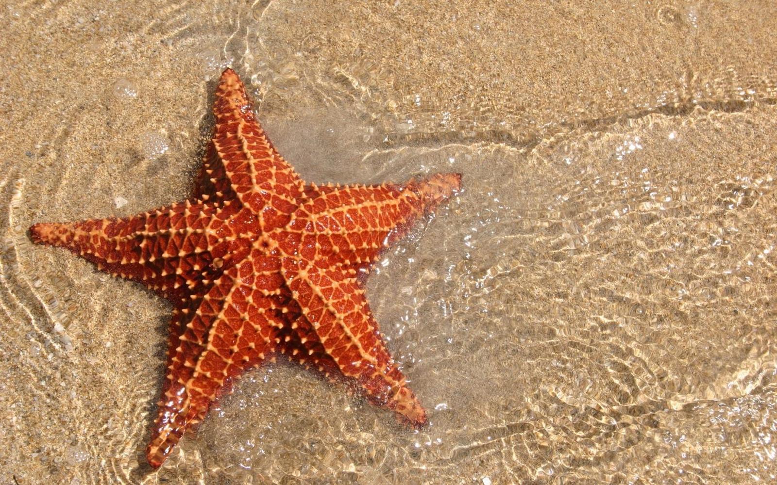 Морская Звезда Фото Картинки