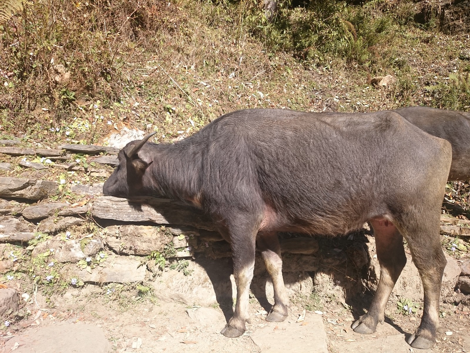 With a backpack around the world. Day 112-113. Nepal. The third and last day of the track, pain in the calves, tangerines and the finish line. - My, SrГјkzakompomiru, Travels, Longpost, Asia, Interesting, Nepal, Himalayas, The mountains