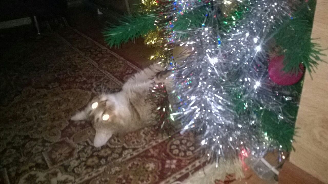 Christmas mood - My, cat, New Year, Christmas trees