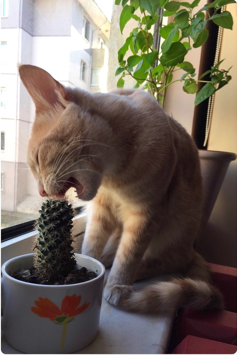 Cries, pricks, but still eats! - Photo, cat, Cactus, Longpost