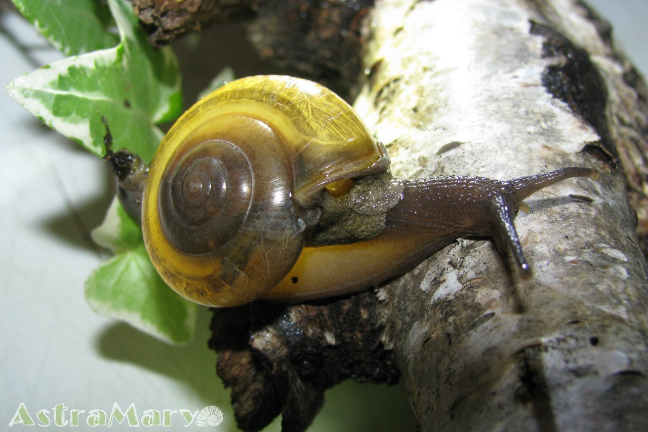 Heading Our animals. - My, Informative, Exotic animals, , Heading, Zoo, Hobby, Snail, Photo, Longpost