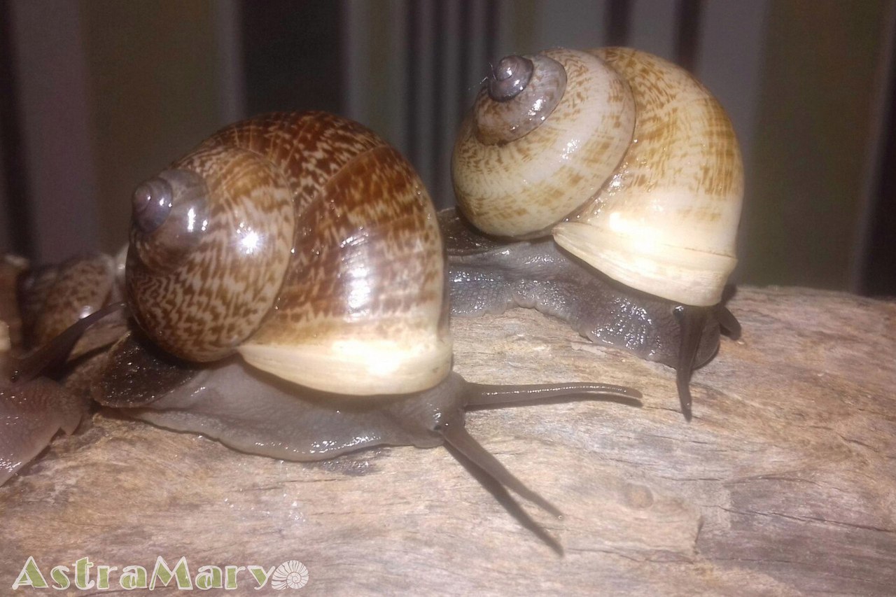 Heading Our animals. - My, Informative, Exotic animals, , Heading, Zoo, Hobby, Snail, Photo, Longpost