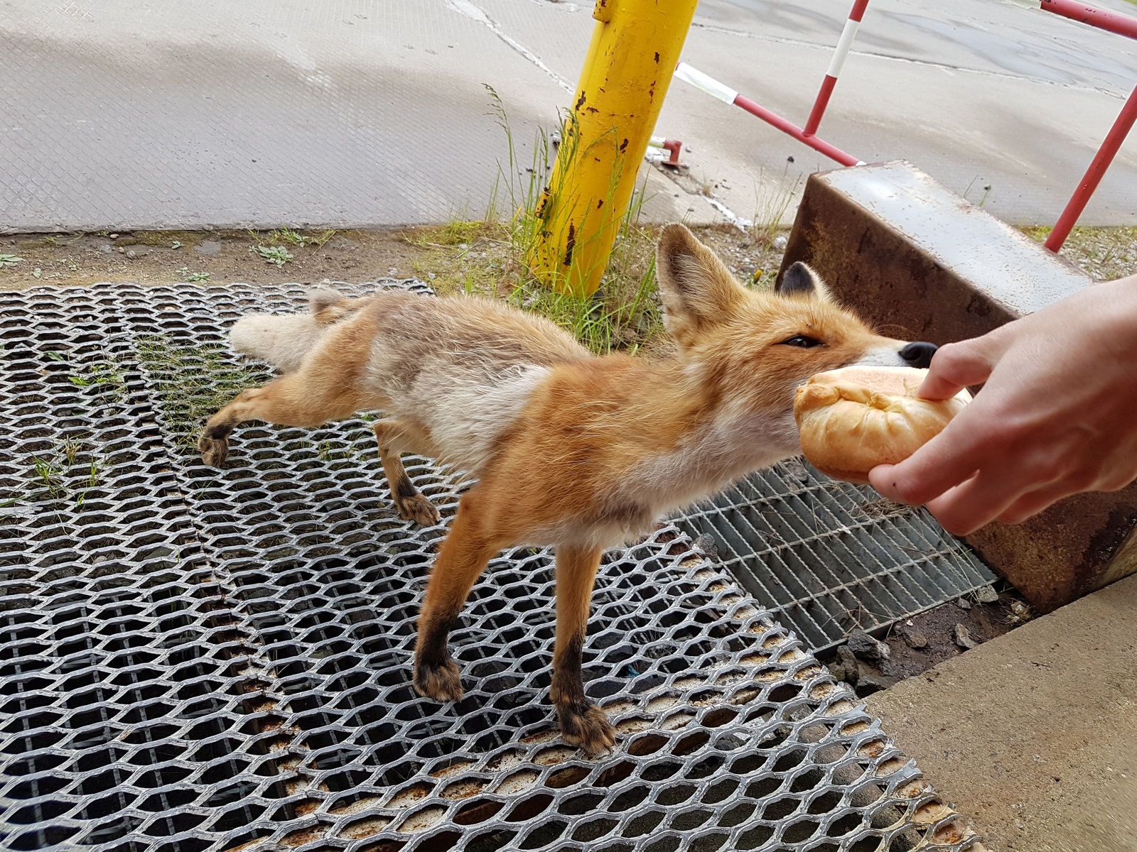 Summer foxes are a pitiful sight :( - My, Watch, Fox, Photo, Video