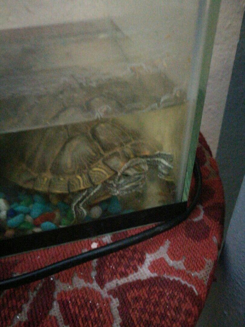 Help find an abandoned turtle. - My, Pond slider, Turtle, In good hands, Helping animals, Longpost, Help