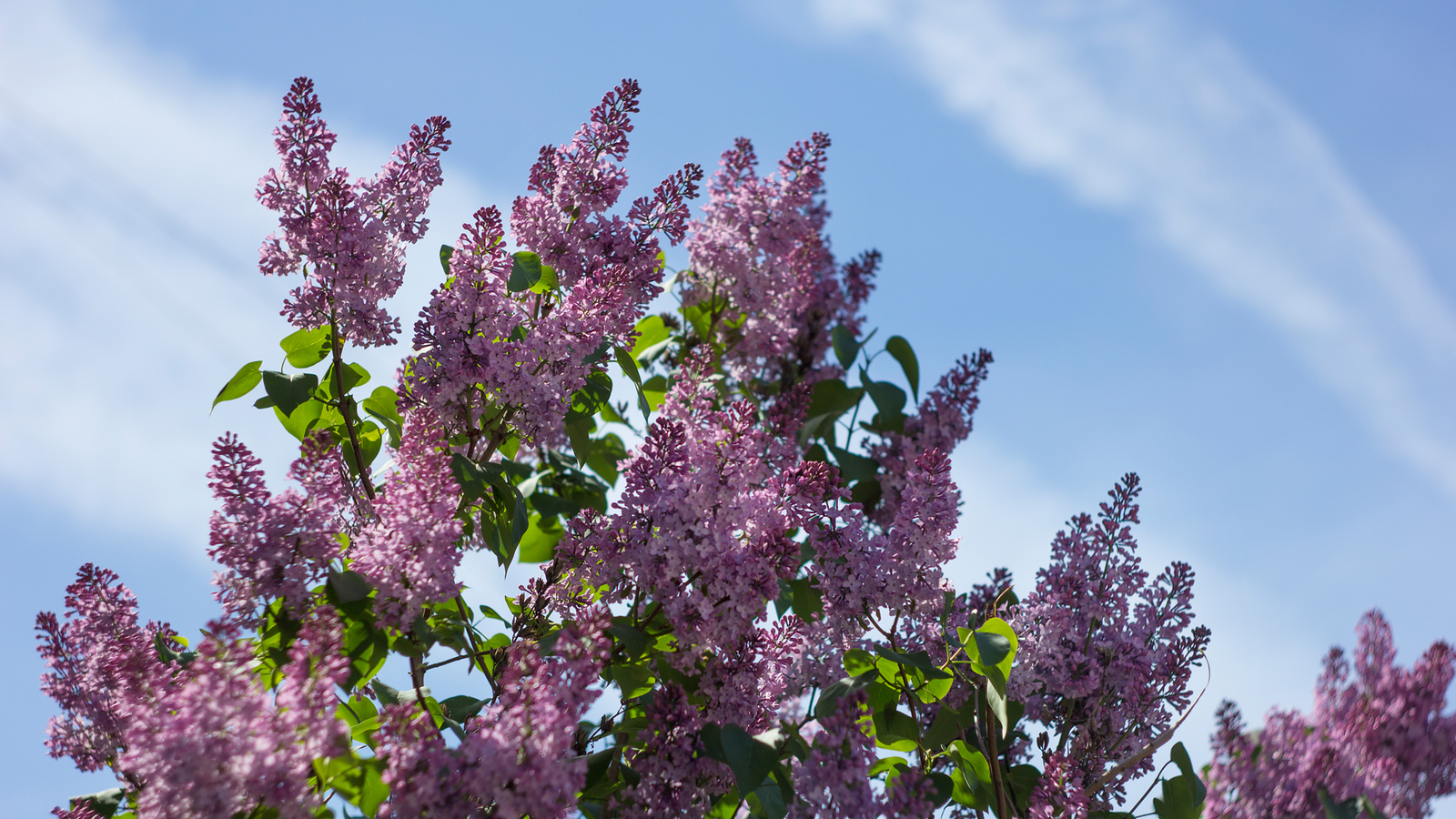 A little spring in your feed. - My, Nature, May, Spring, Greenery, Lilac, The photo, Canon 60d, Longpost