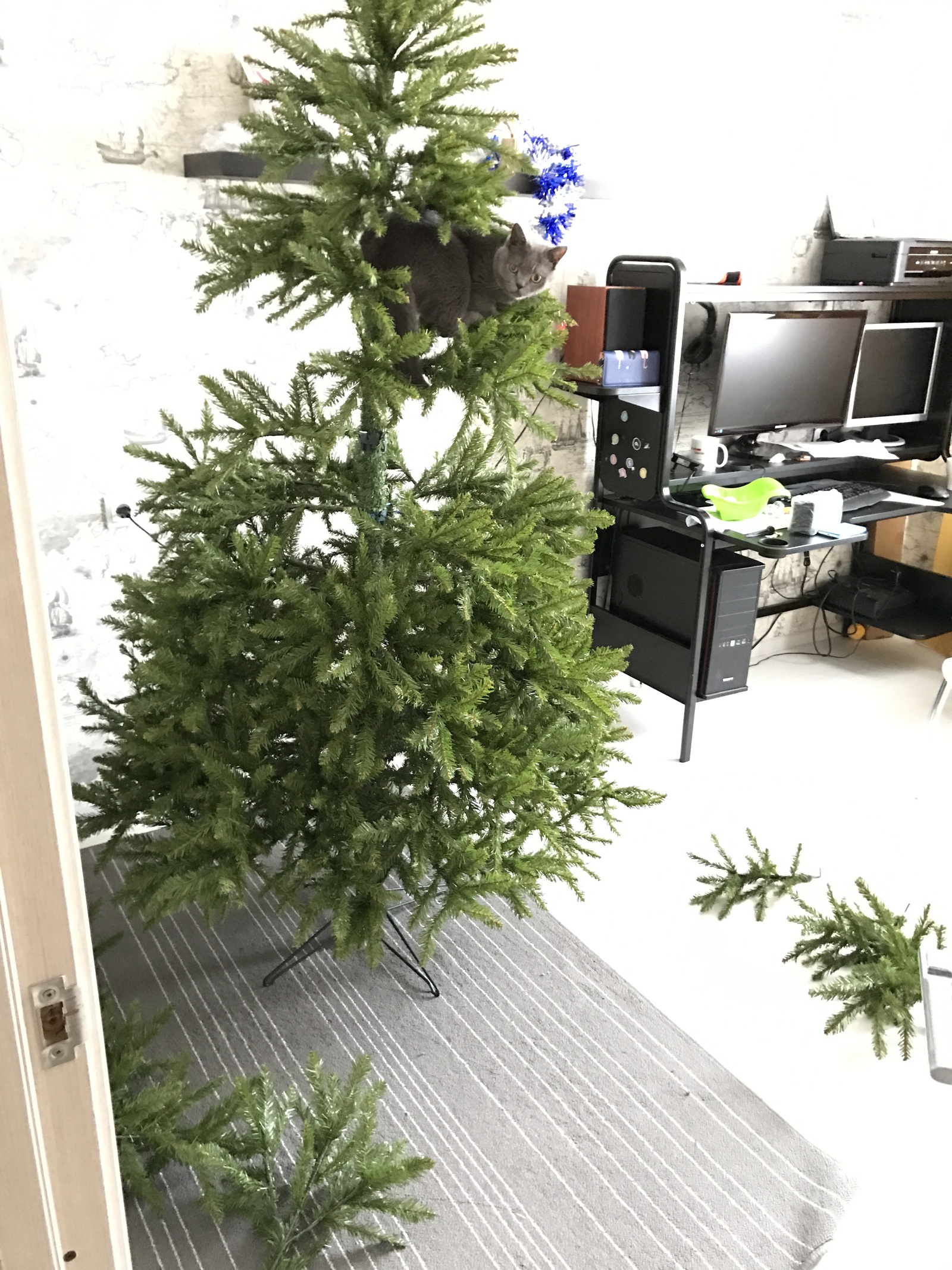 How we collected the Christmas tree! - My, cat, Christmas trees, Christmas decorations, jersey, Fluffy, Longpost