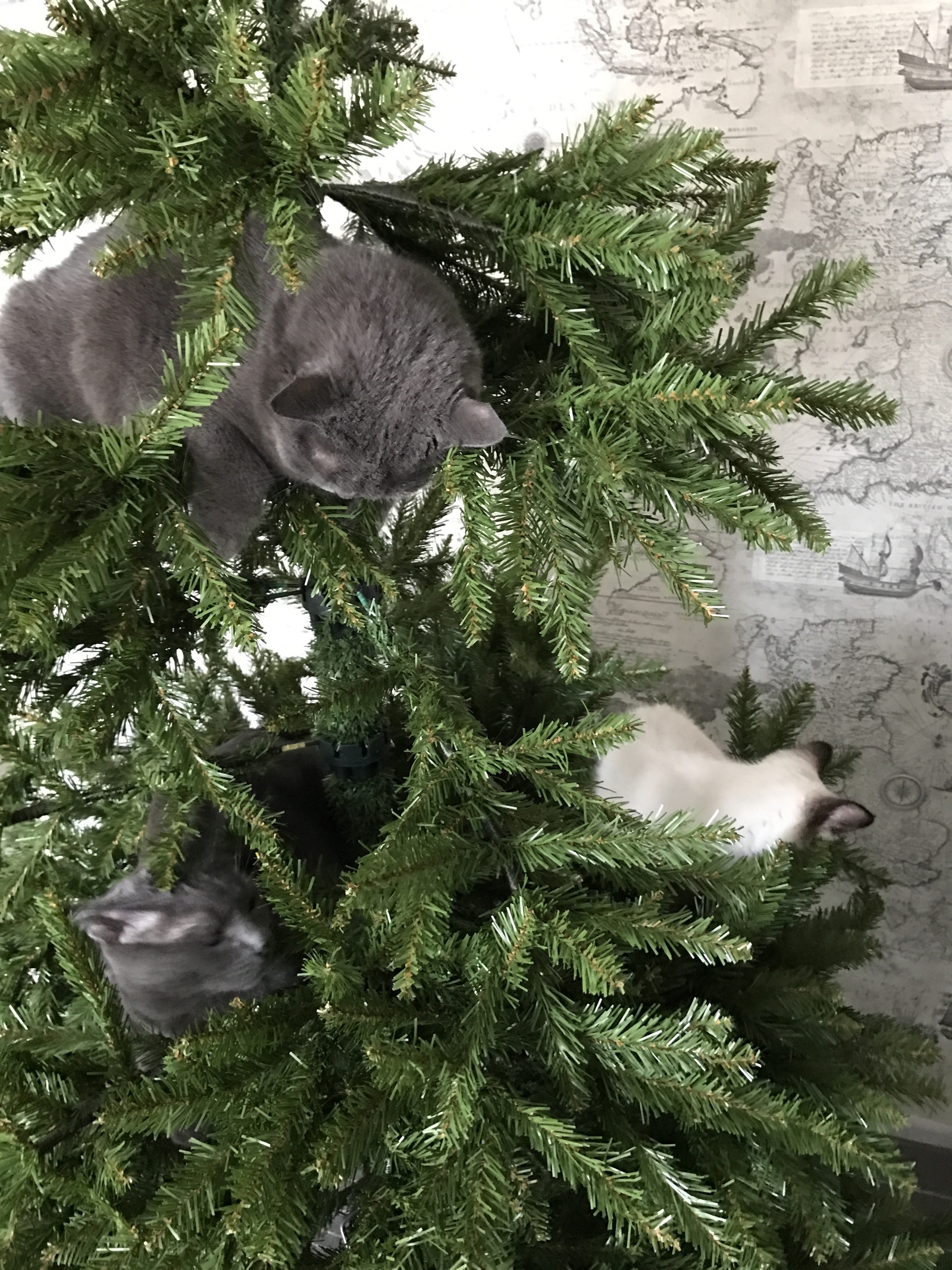 How we collected the Christmas tree! - My, cat, Christmas trees, Christmas decorations, jersey, Fluffy, Longpost