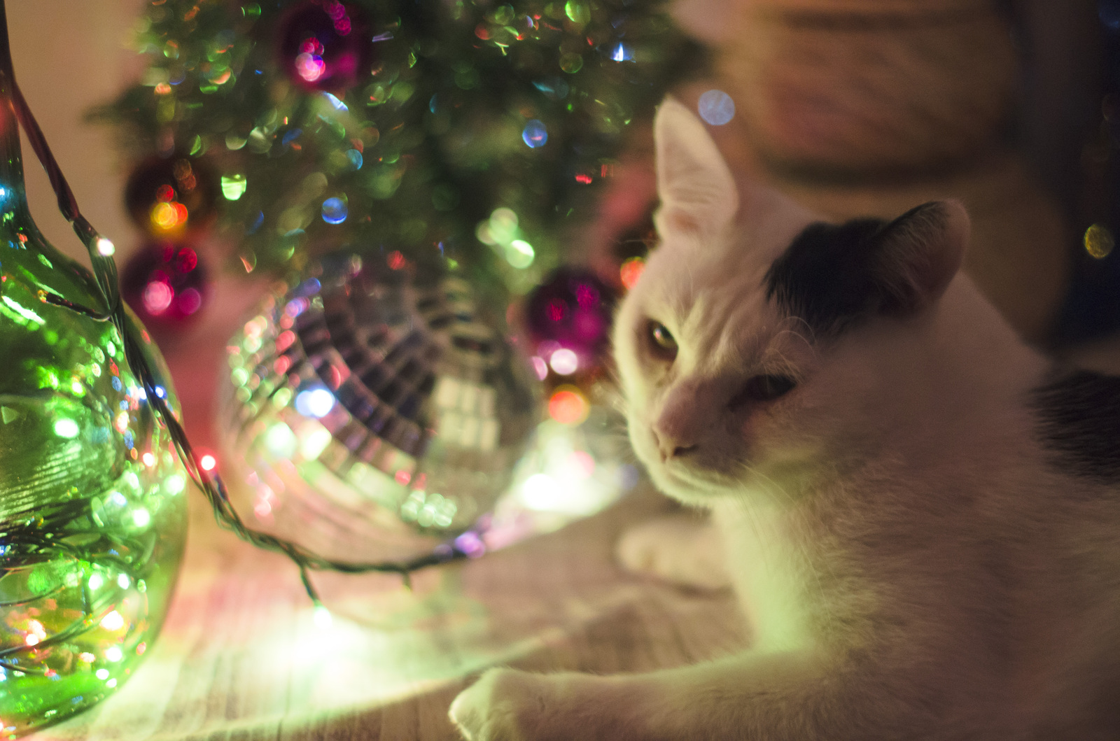 Unbridled fun, joy, happiness - all this is the New Year's mood of my cat! - My, New Year, cat, Despondency, Mood