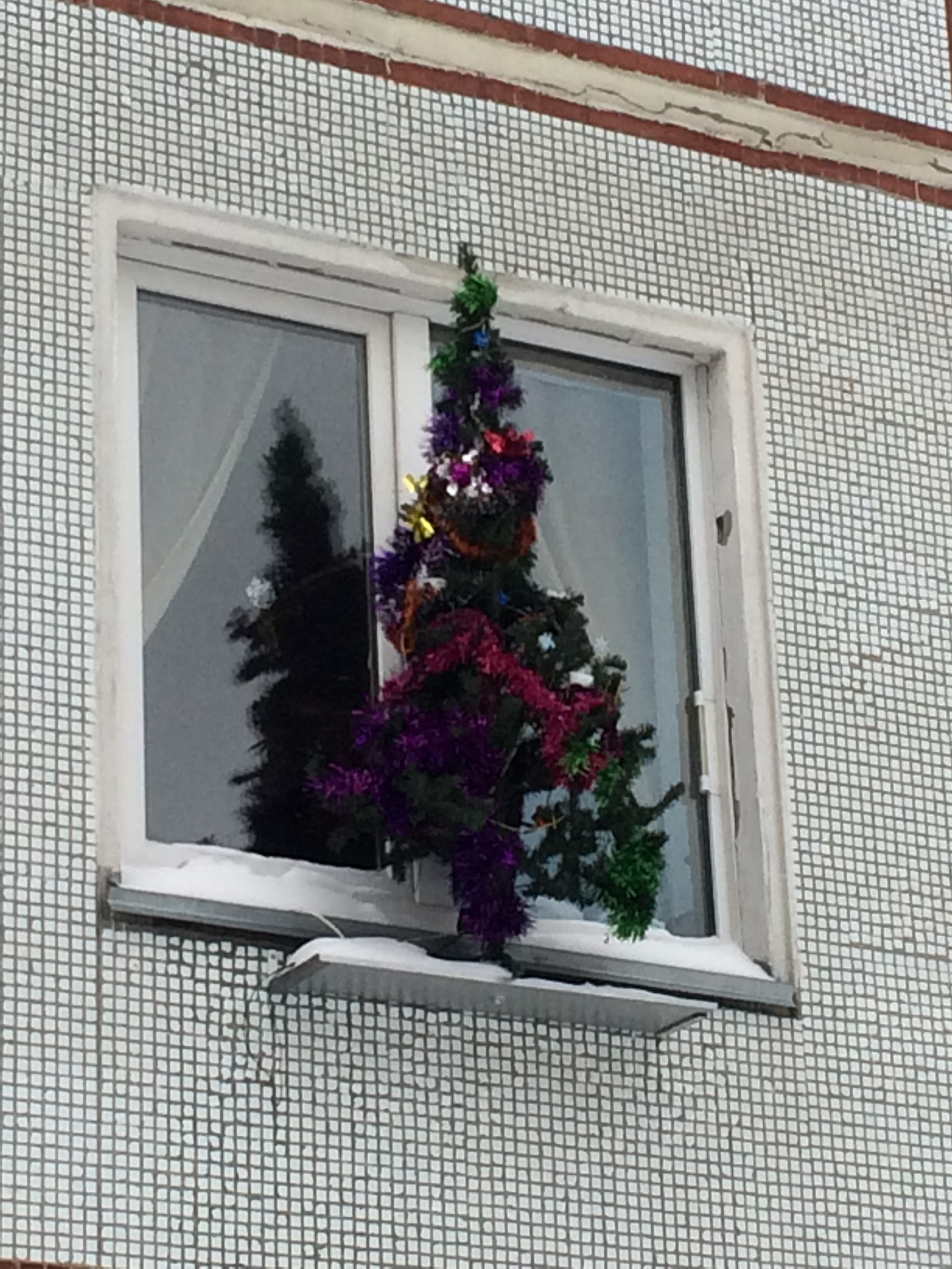 When you have four cats and a dog - Akademgorodok, New Year, Christmas trees, Longpost