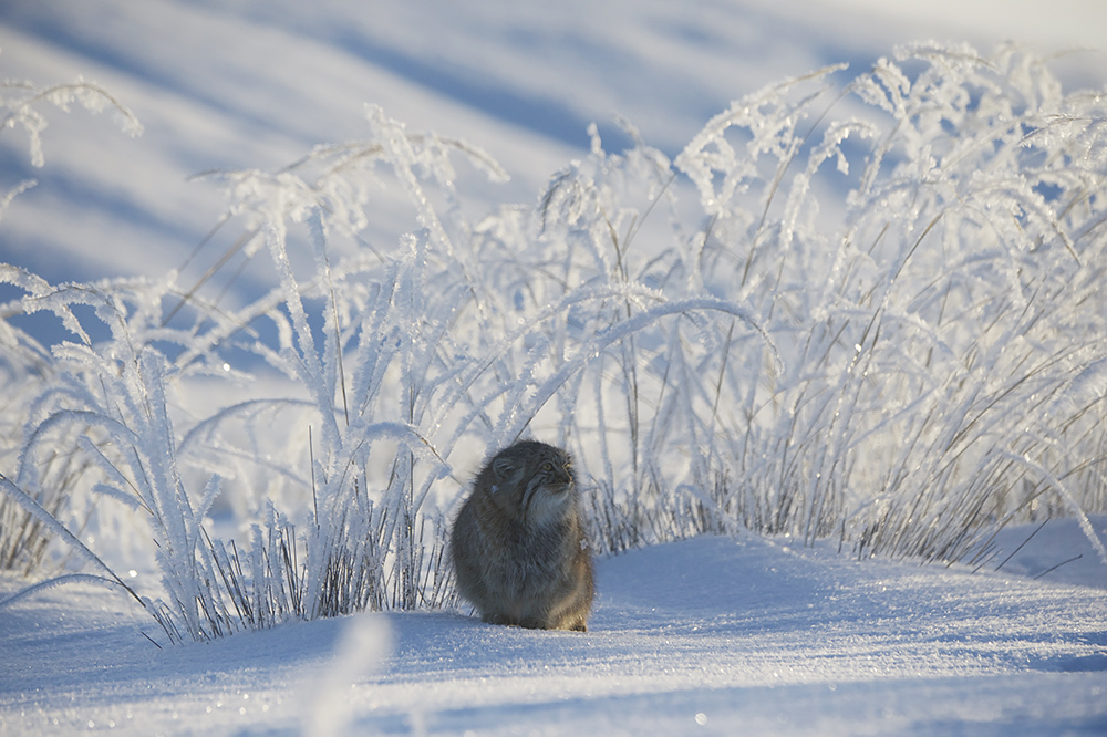 Fluffy manul to you in the outgoing year!) Good luck and optimism, friends, Happy New Year! - Pallas' cat, Valery Maleev, New Year