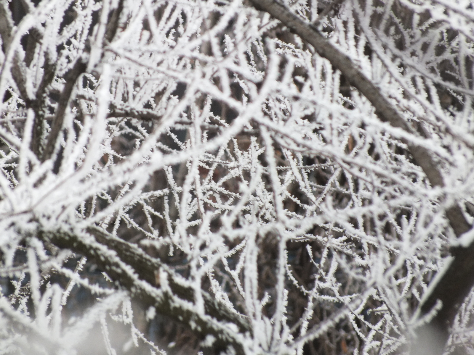 Greetings from winter Donetsk - My, Donetsk, Winter, Frost, Snow, Photo, , beauty