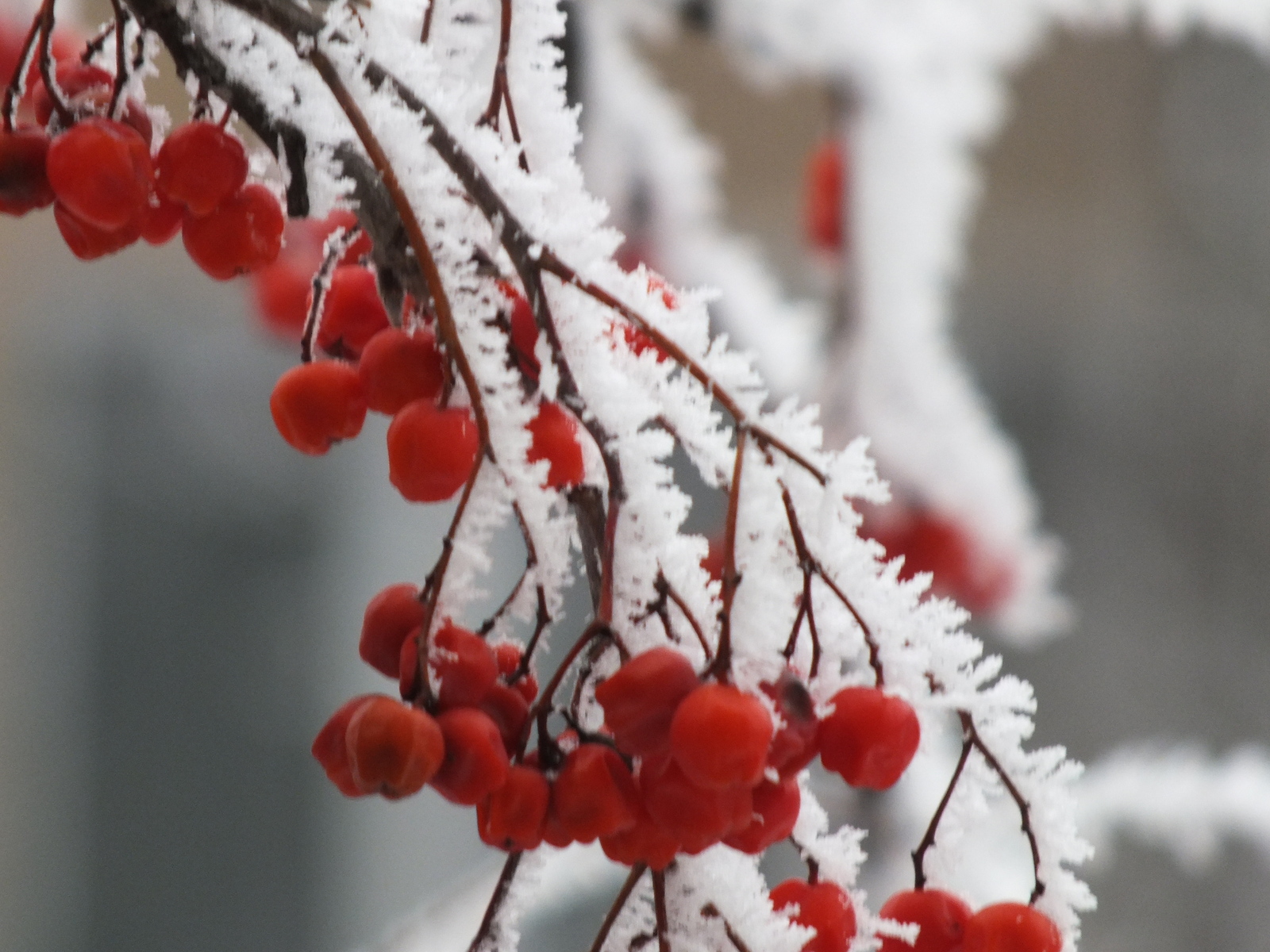 Greetings from winter Donetsk - My, Donetsk, Winter, Frost, Snow, Photo, , beauty