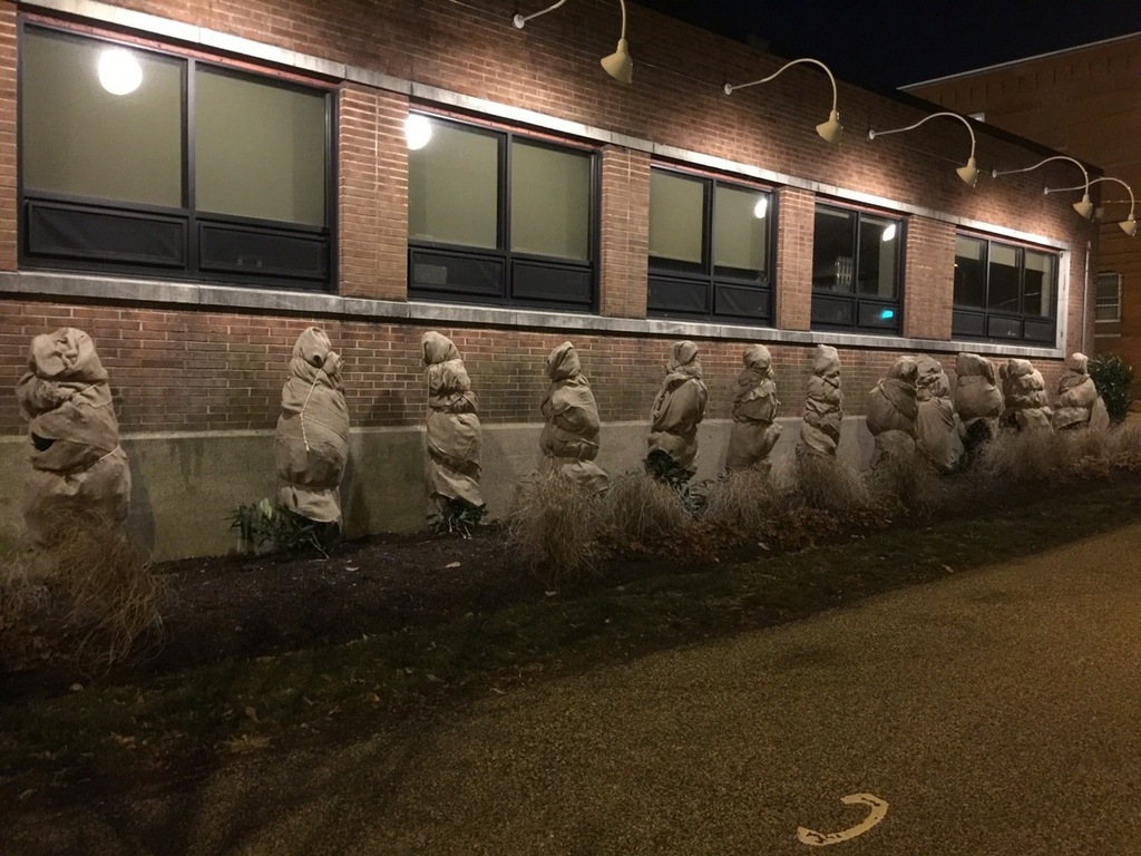 These bushes wrapped in sacks look like hostages against the wall before being shot. - Photo, Cold, Hostages, Bushes, Bags