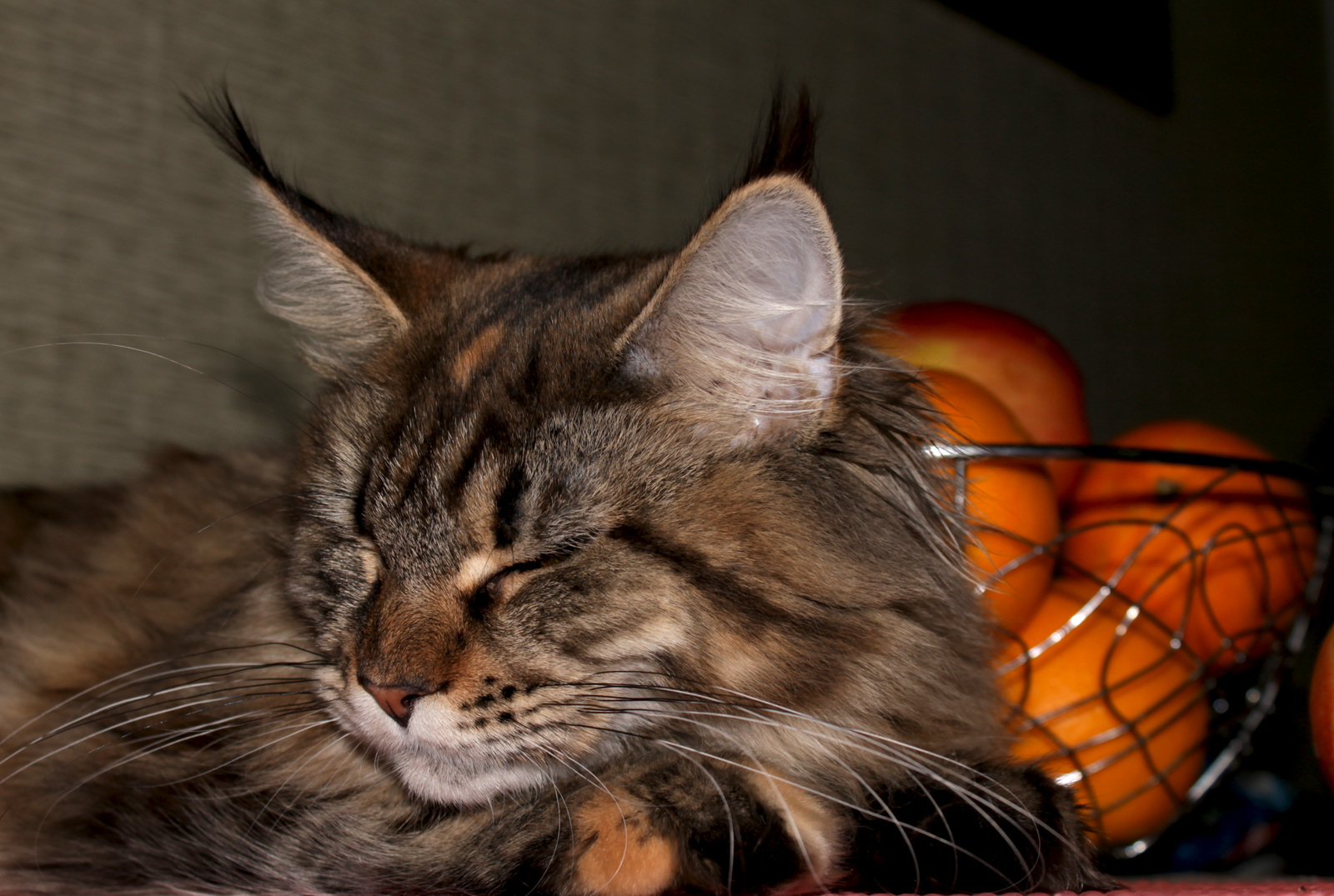 Maine Coon Nega - My, The photo, Amateur photographer, cat, Maine Coon, Care, Longpost