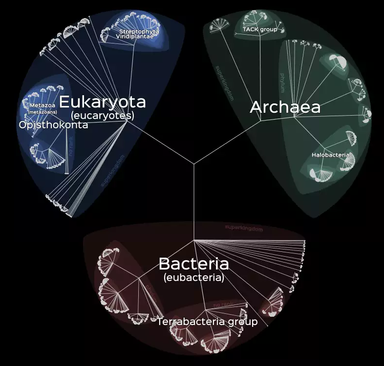 Interactive Tree of Life Lifemap: all living beings on one map - Biology, The science, Interactive, Text