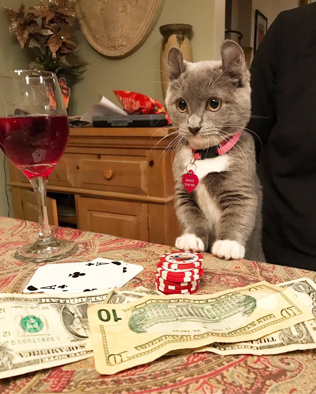 Your bets, gentlemen - cat, Post #7156587, Croupier, Cards