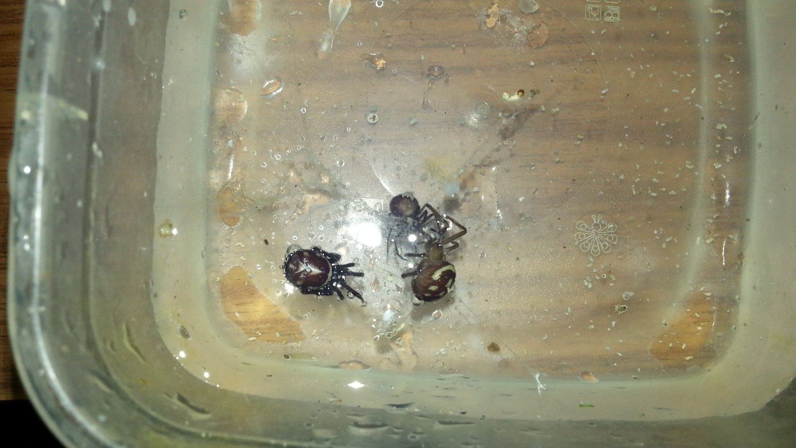 Araneologists what are these spiders? - My, Spider, , 