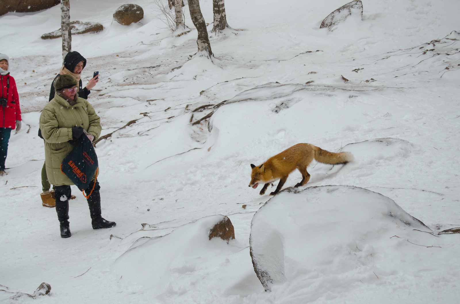 Fox on the Krasnoyarsk Pillars - My, Fox, Krasnoyarsk pillars, Krasnoyarsk, Winter, Nature, Video, Longpost